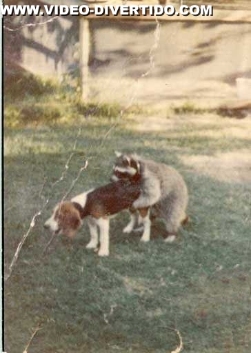 Procyon lotor casa com cão