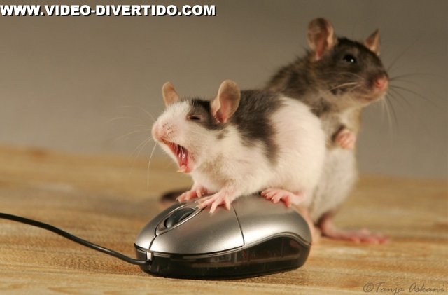 Hamsters Divertidos