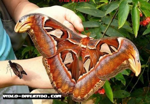 Borboleta Gigante