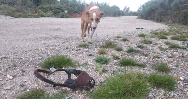 Jovens salvam cão de coleira de choques elétricos durante caminhada em Vieira do Minho