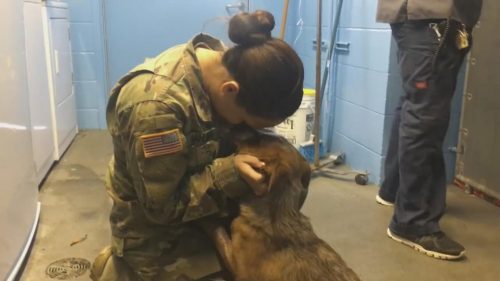 Soldado reencontra cão que achava que nunca veria novamente