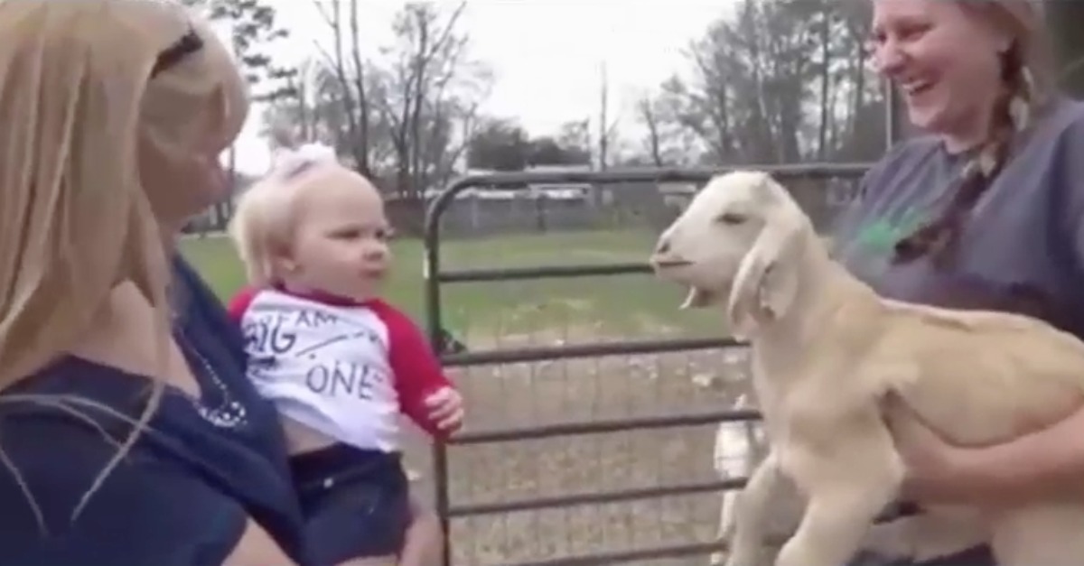 Um diálogo entre uma cabra e uma bebé deixa no ar que elas lá se entendem... LINDO!