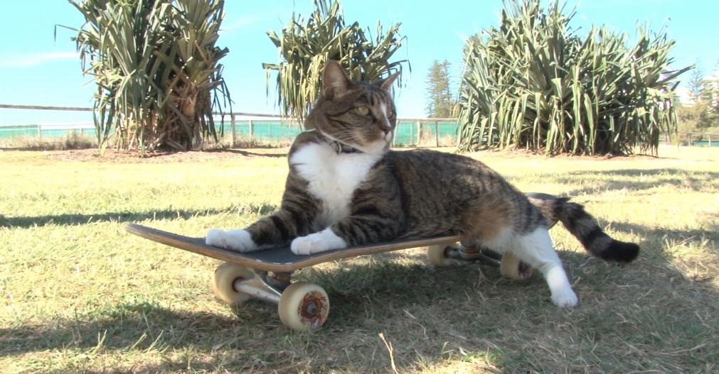 Gato que anda de skate