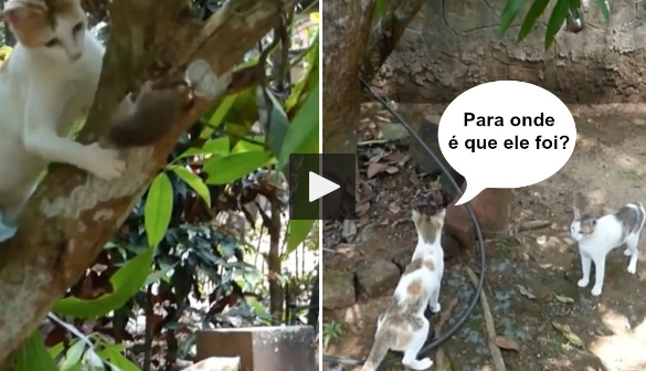 Rato é perseguido por dois gatos mas escapa à patrão ao melhor estilo de "Missão Impossível"