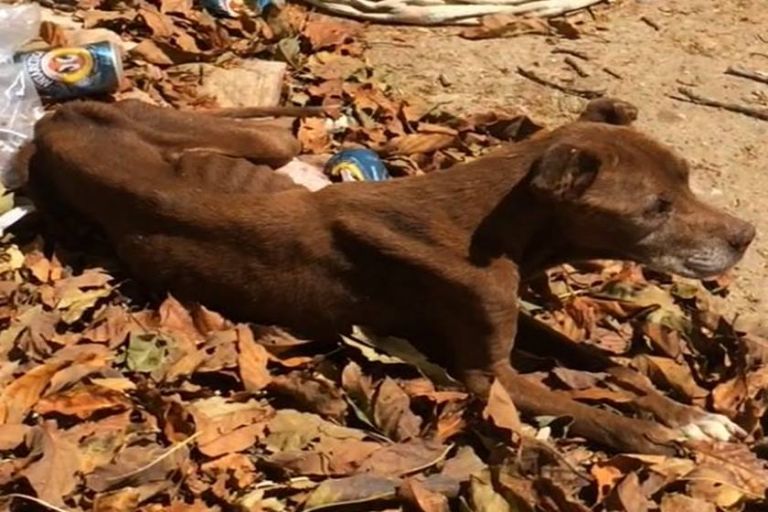 Cadela com tumor no abdómen é maltratada por tutor