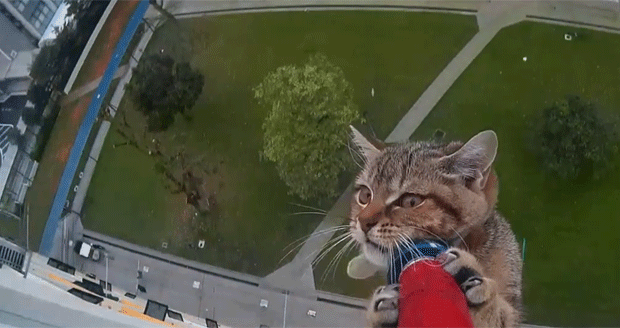 Gatinho é salvo após ficar preso no parapeito do 12º andar de um prédio