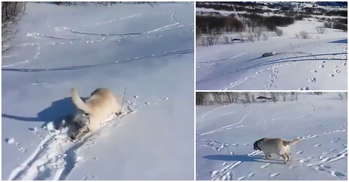 Cão sabe como aproveitar da melhor maneira a brincadeira na neve