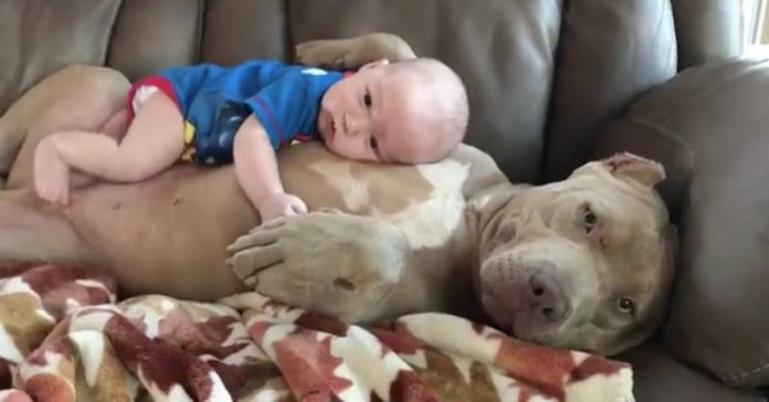 Um maravilhoso momento de amor entre um bebé e um Pit Bull