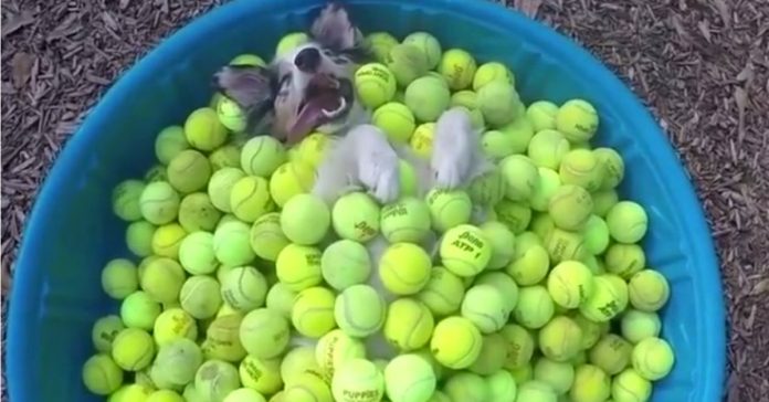 Este é certamente o cão mais feliz do mundo