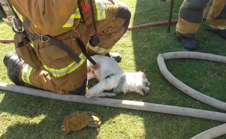 Bombeiros resgatam e salvam cão de uma casa em chamas