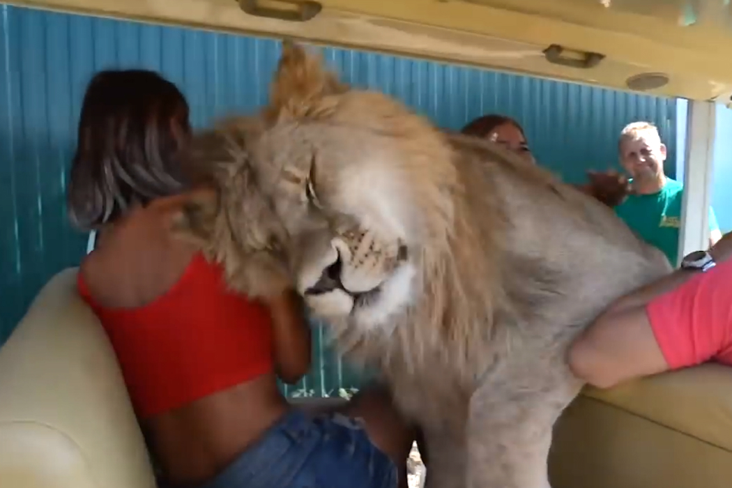 Leão invade carro de safari e acarinha turistas