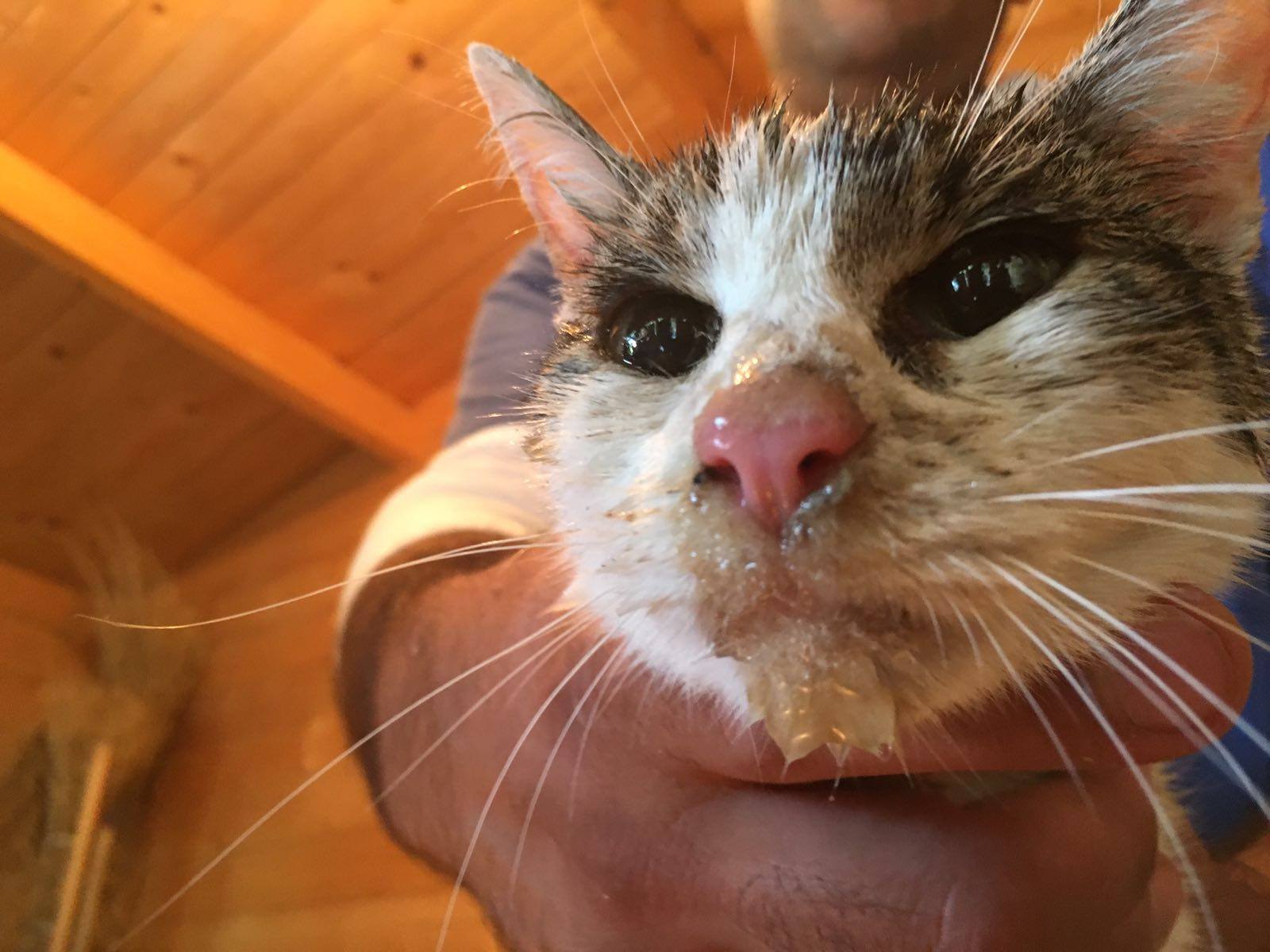 Gata resgatada dos escombros 6 dias depois do sismo em Itália