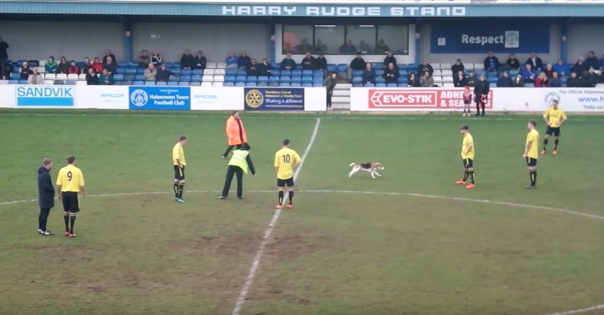 Cão de raça Beagle invade campo e anima jogo de futebol