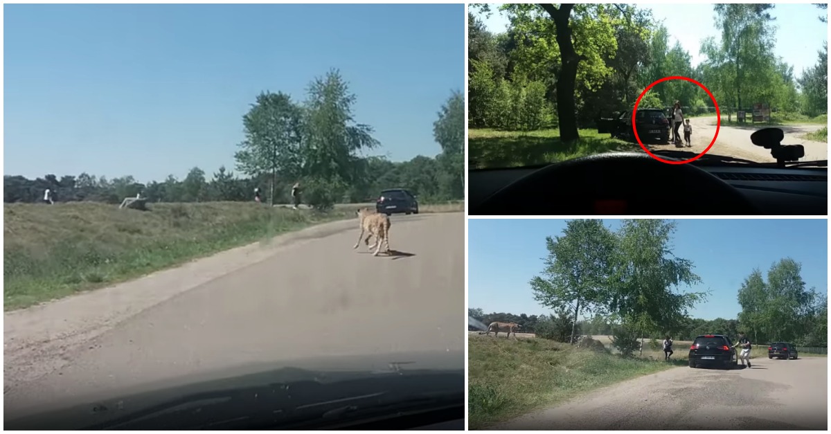 Família com crianças (muito imprudente) é atacada por grupo de chitas durante safari