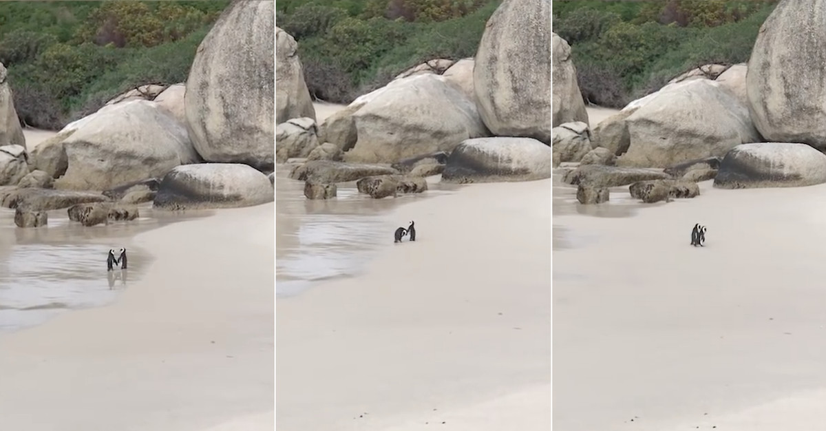 Casal romântico de pinguins passeia na praia de mãos dadas