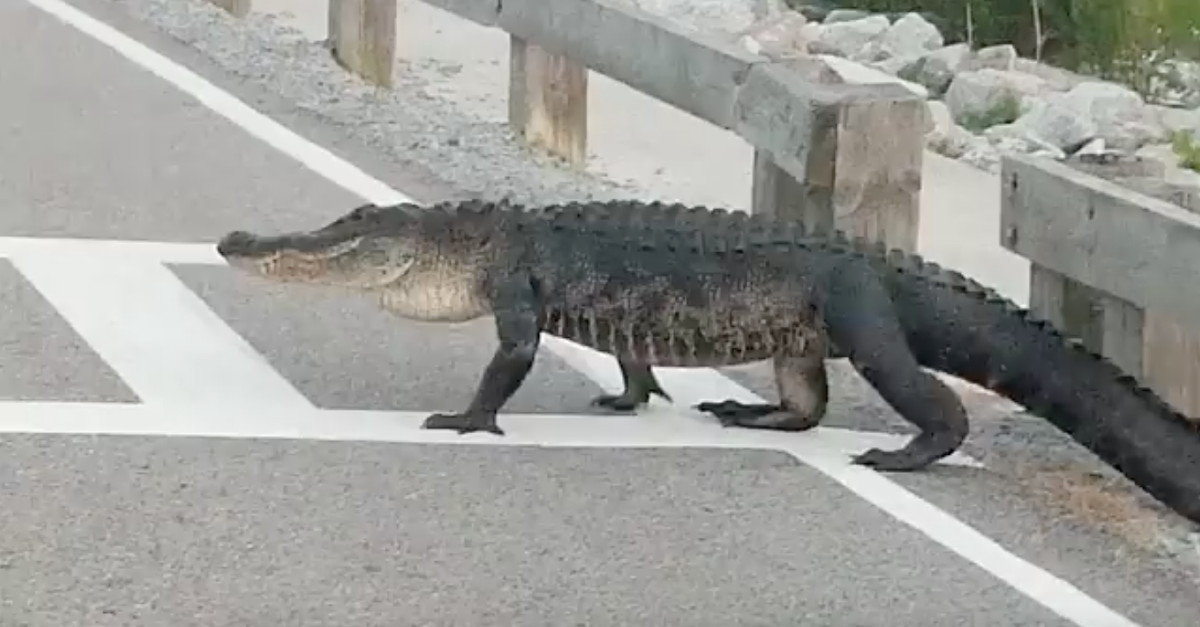 Jacaré filmado a atravessar estrada na passadeira