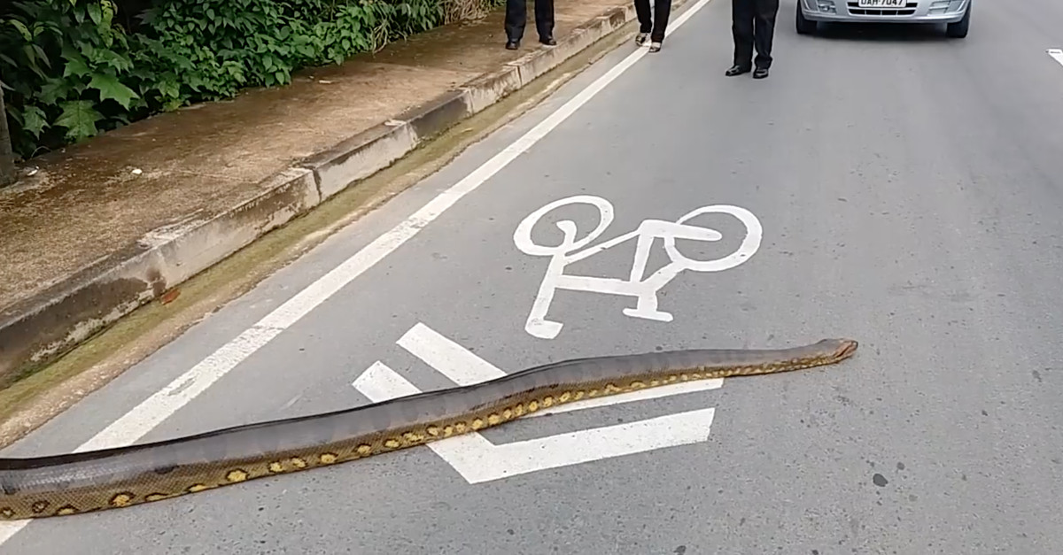 O que fazias se uma anaconda se atravessasse à tua frente?