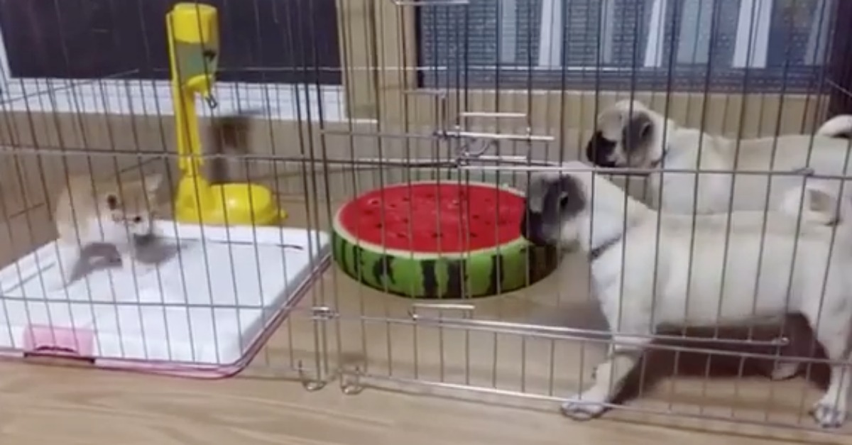 Apenas dois pugs a partilhar o mesmo espaço com o novo inquilino, um gato!