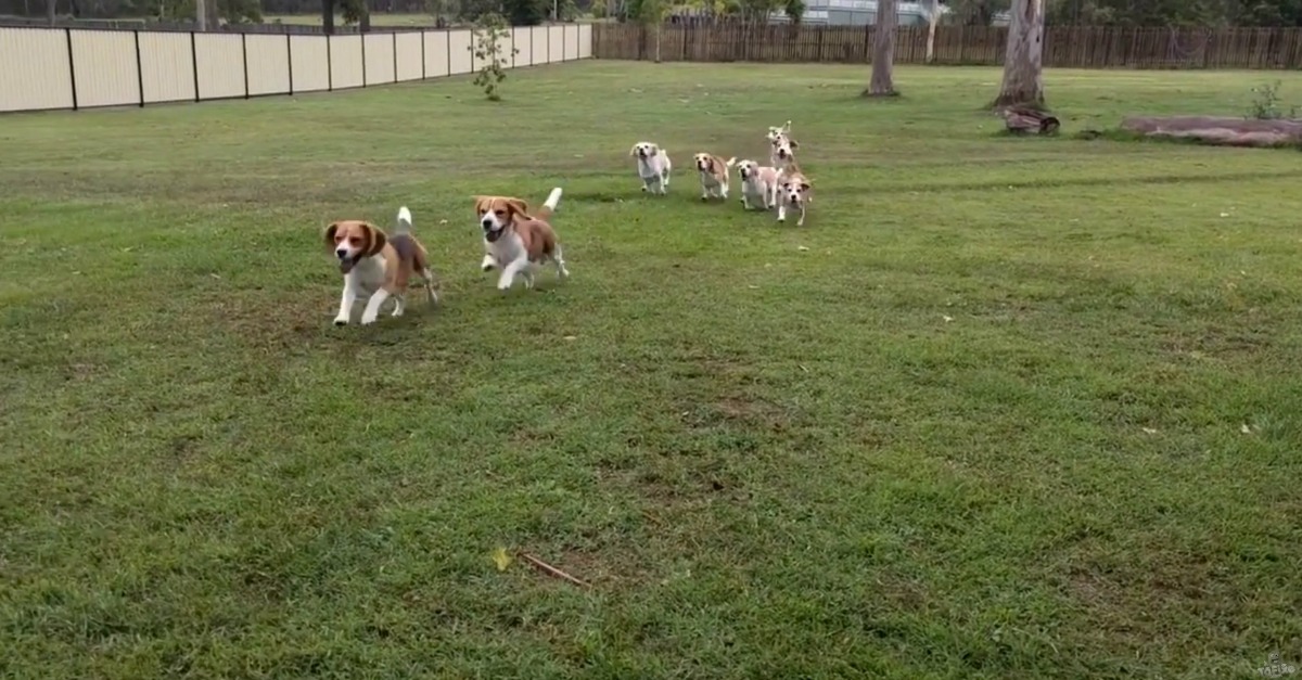 Homem descobre a forma mais divertida de colocar os seus cães de raça Beagle a fazer exercício