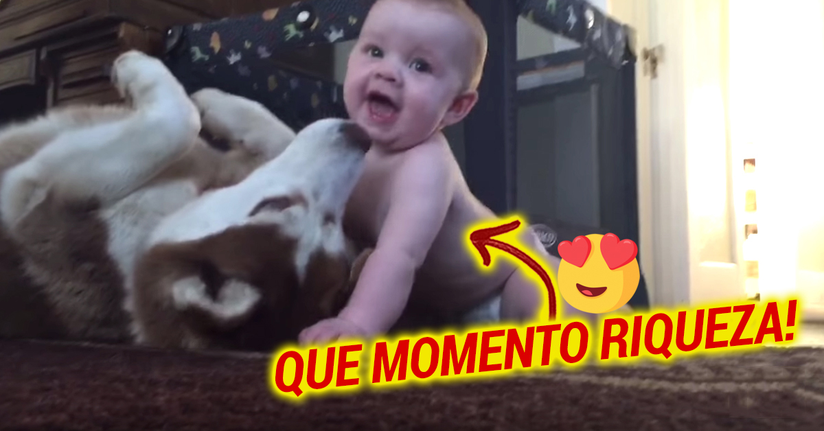 Um momento adorável entre um Husky e um bebé