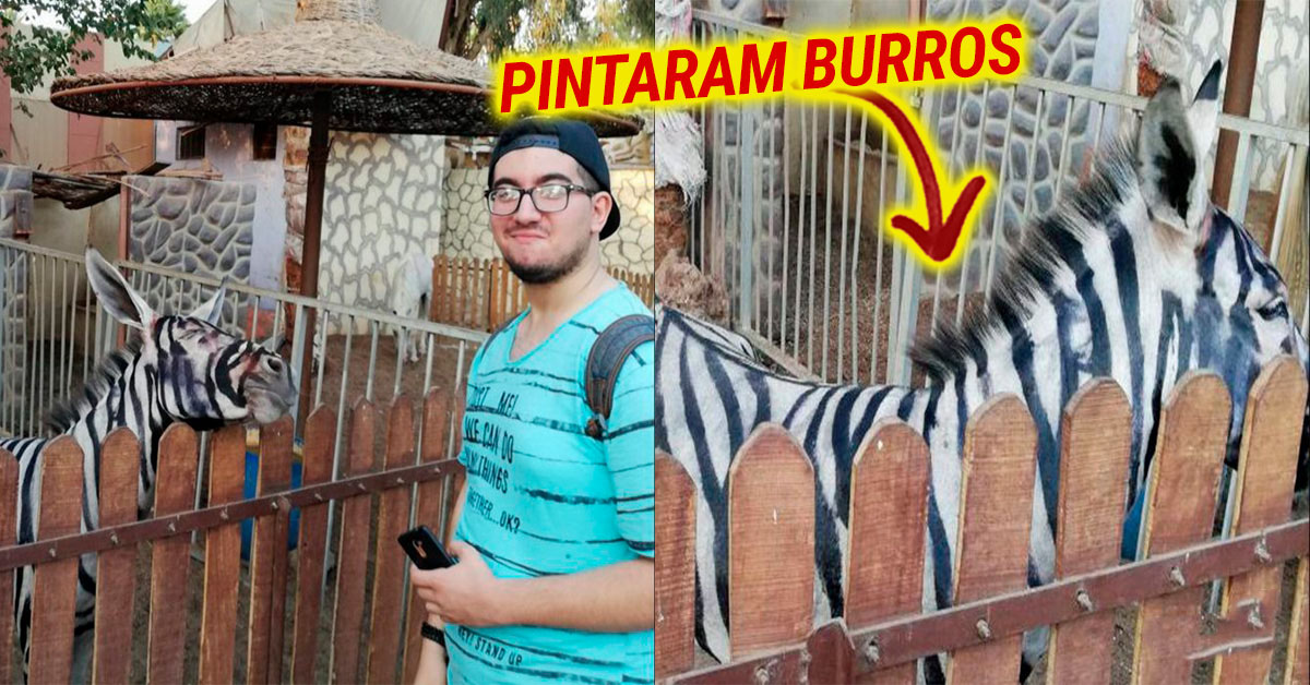 Zoo pinta burros com riscas para tentar enganar visitantes