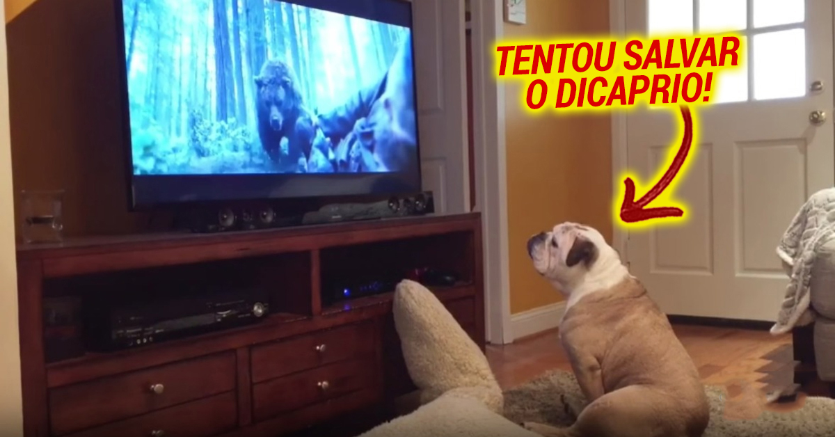 Bulldog tenta salvar Leonardo DiCaprio do ataque do urso no filme “The Revenant”