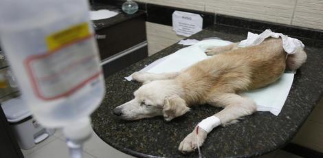 Cão cego e idoso é espancado, atirado em rede de esgoto, mas sobrevive e ganha uma nova vida