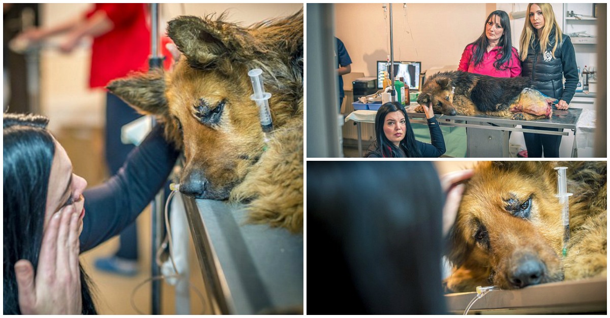 Cadela sobrevive depois de ser brutalmente atacada, abusada e abandonada