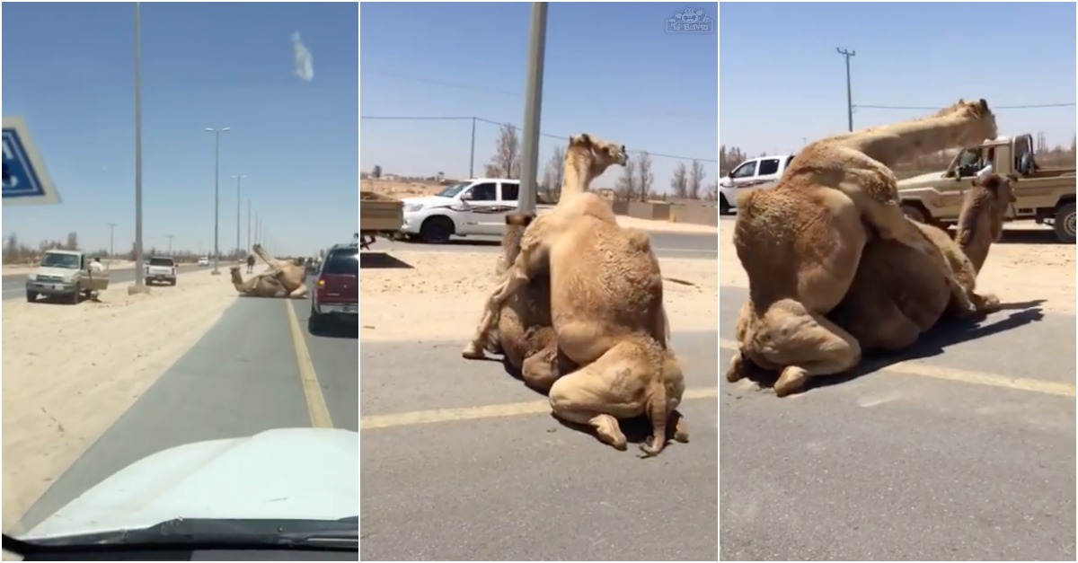 Casal de camelos bloqueia estrada para afogar o ganso