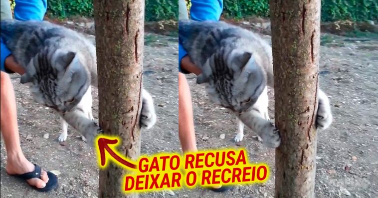 Dono acha que está na hora de ir para casa, mas o gato não concorda!