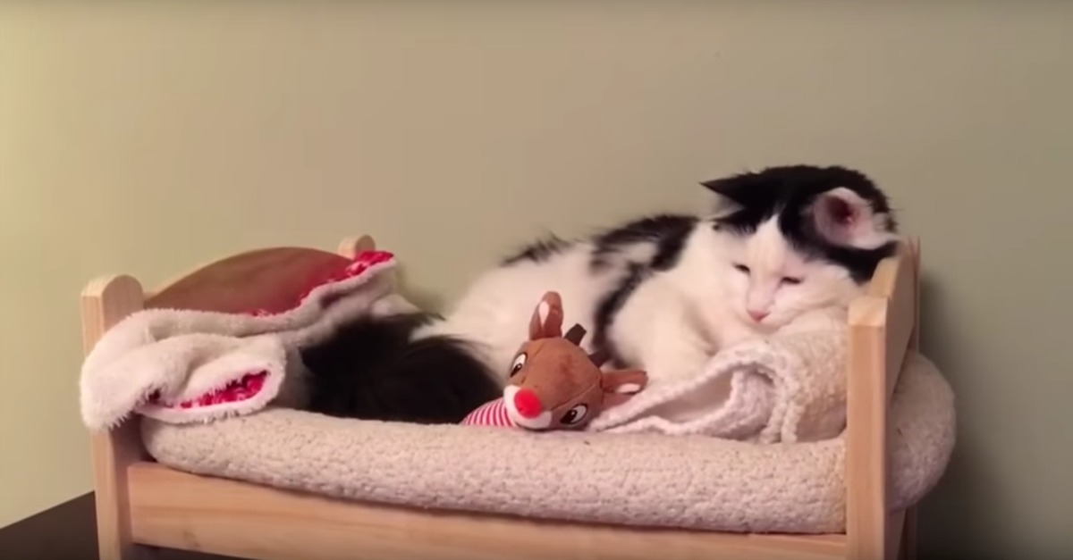 Este gatinho sabe quando está na hora de ir dormir