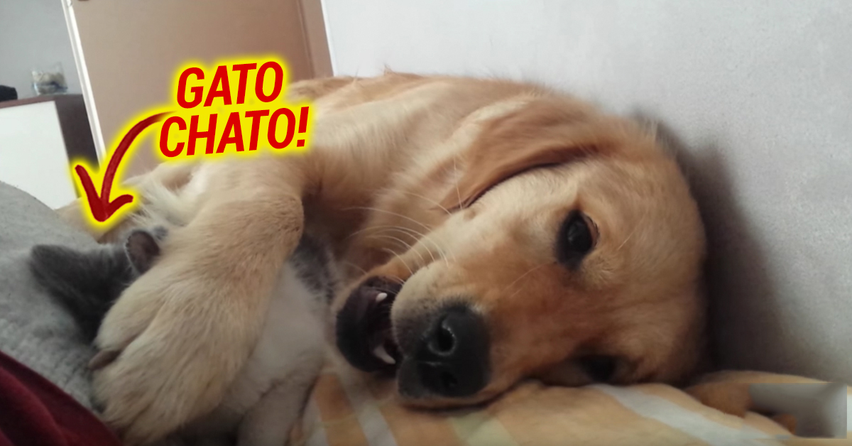 Um gato a chatear o seu amigo cão é a coisa mais fofa que verás hoje