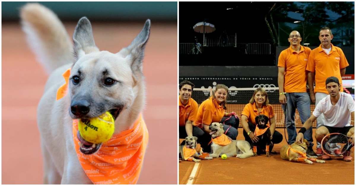 Cães resgatados serão os próximos apanha-bolas do Brasil Open