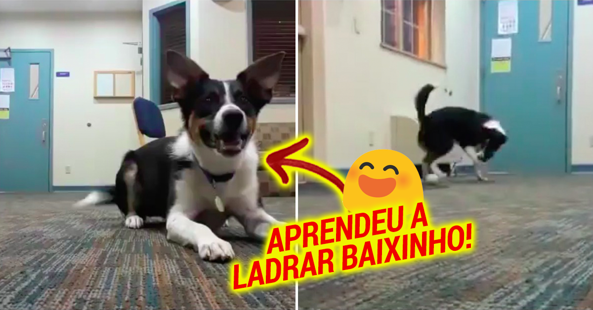 Cão aprende a ladrão baixinho para não incomodar vizinhos