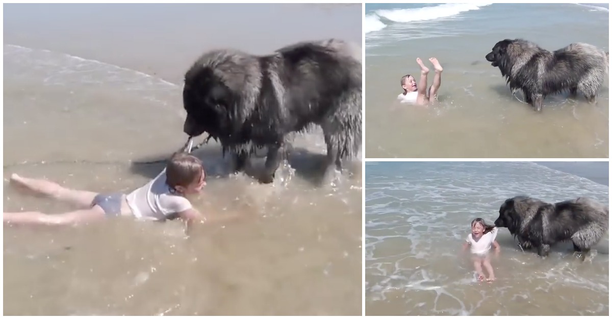 Cão protege menina quando esta leva com uma onda pelas costas