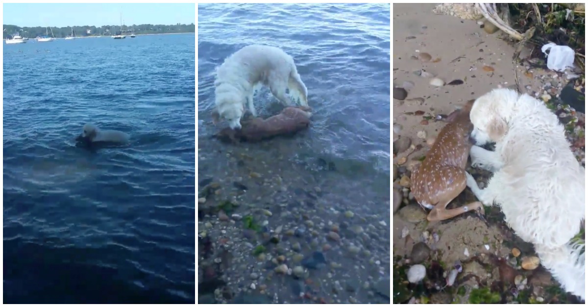 Cão salva veado bebé de morrer afogado