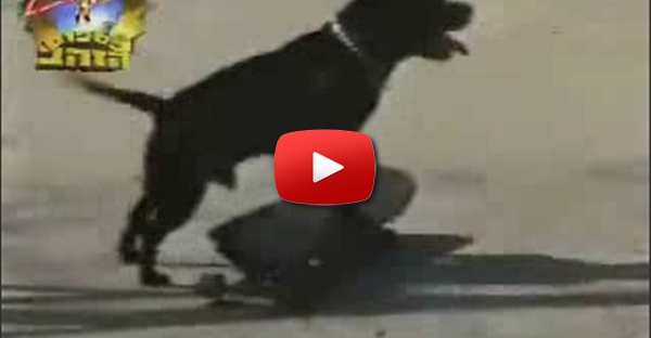 Cão skater