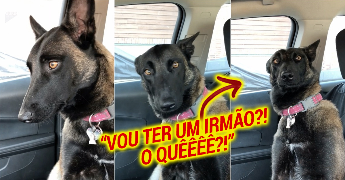 Cão tem reação hilariante ao descobrir que vai ter um irmão