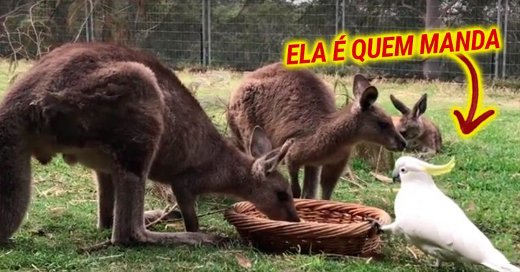 Catatua mostra aos cangurus quem é que manda