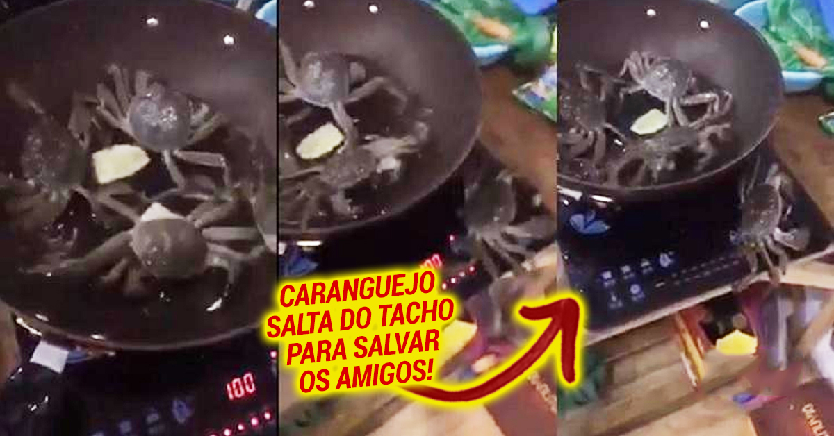 Caranguejo salta de frigideira e desliga fogão para salvar amigos