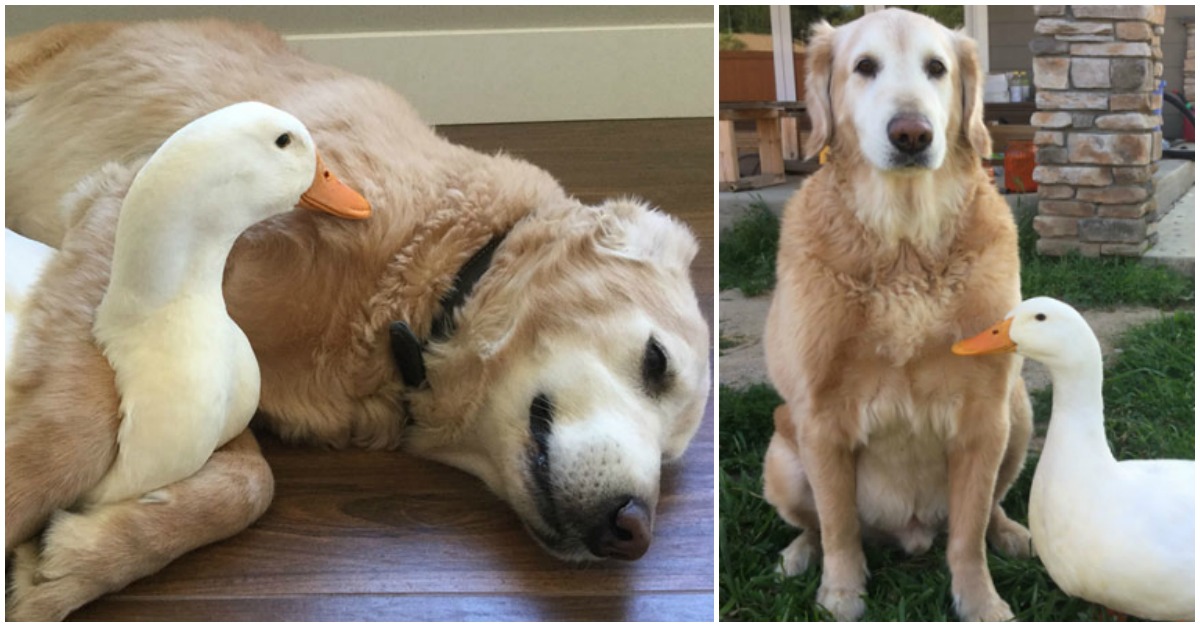 Amizade entre pato e cão prova que os animais não escolhem amigos pelas aparências