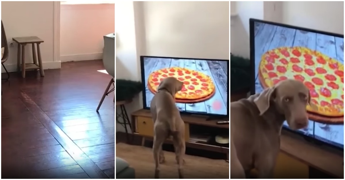 Lisboeta encomenda pizza pela televisão e o seu cão confunde a imagem do ecrã com o pedido