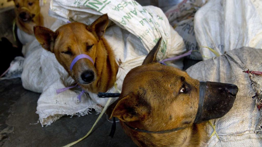 Celebridades pedem proibição do comércio de carne de cães e gatos na Indonésia