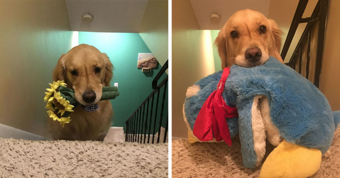 Golden Retriever terapeuta escolhe um brinquedo diferente para dormir