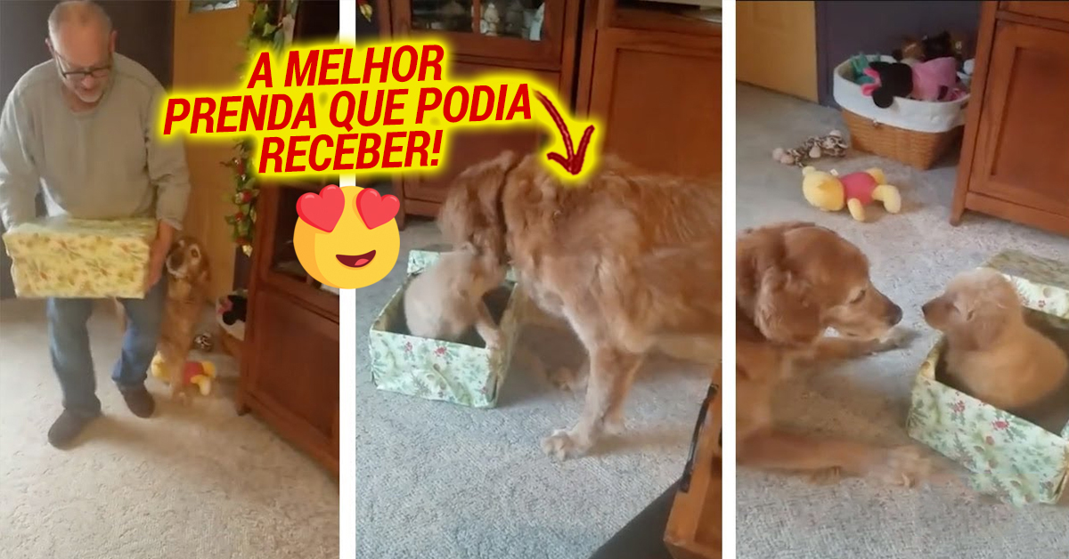 Labrador velhinho recebe adorável prenda no Natal e não aguenta de alegria