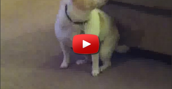 Dog Dancing To Eminem Shake That