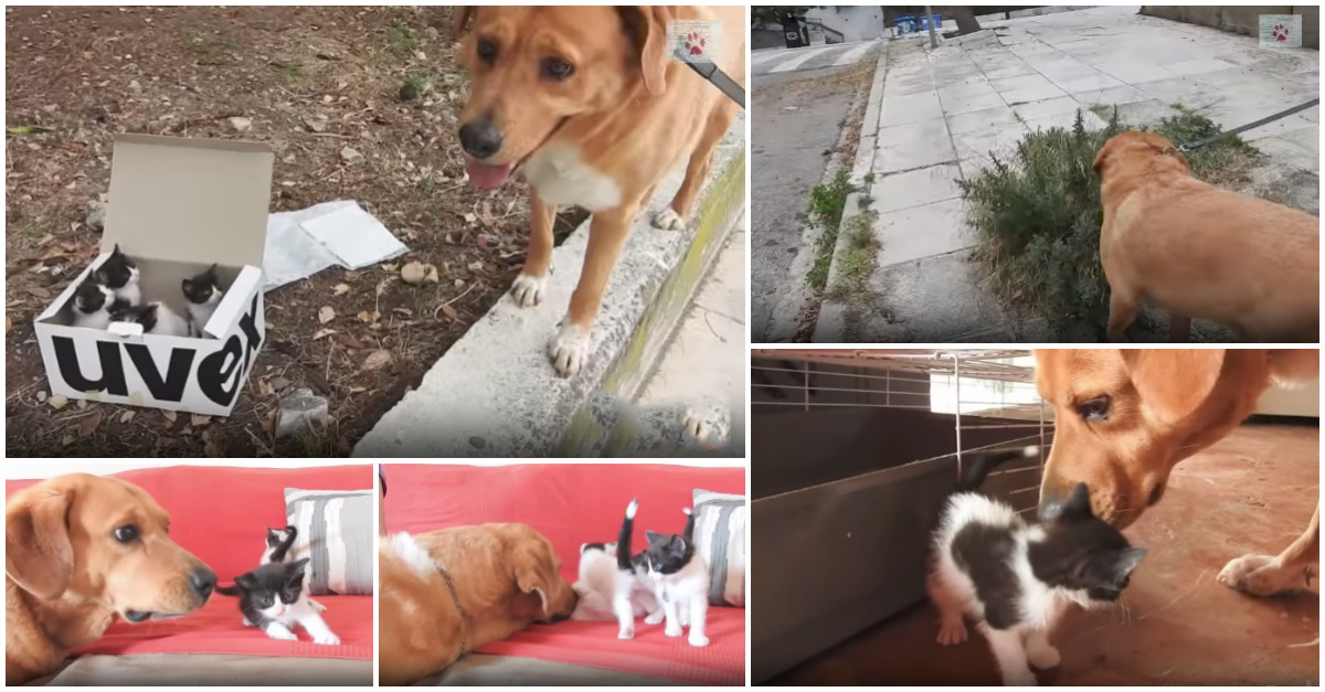 Cão encontra caixa com gatinhos abandonados em montanha na Grécia e torna-se pai adotivo