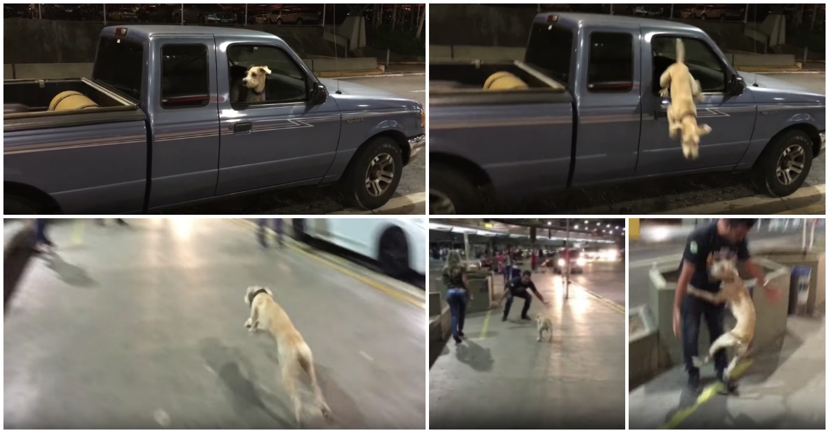 Cão enlouquece depois de ver o dono no aeroporto de regresso a casa