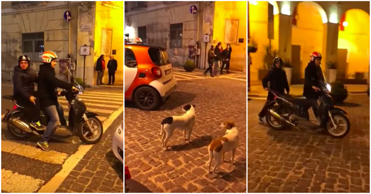 Cães italianos odeiam scooters