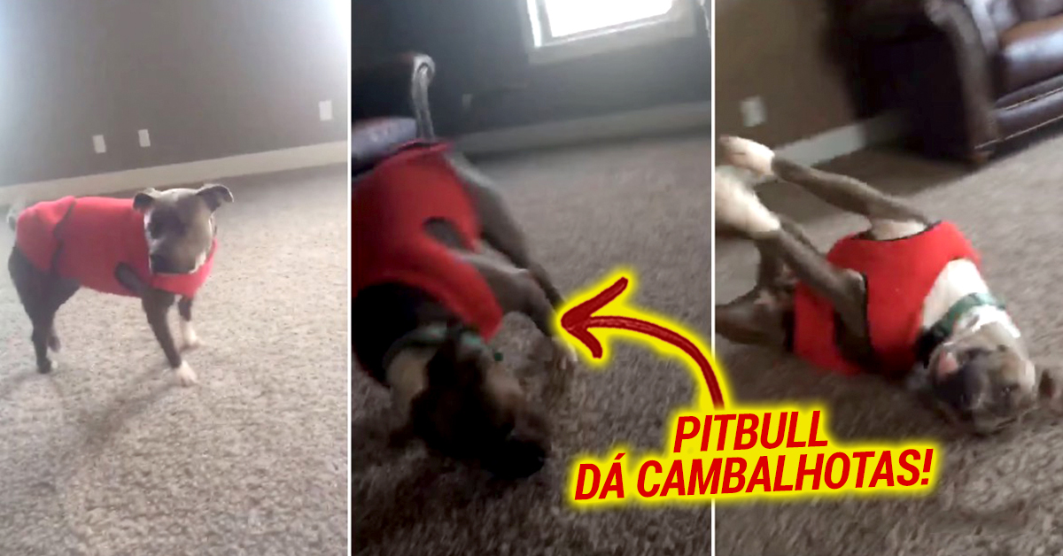 Pitbull imita menina e tenta dar cambalhotas